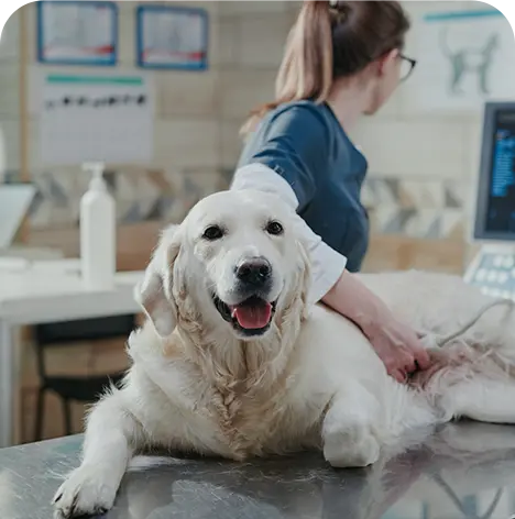 TPLO treatment of anterior cruciate ligament rupture in dogs and cats