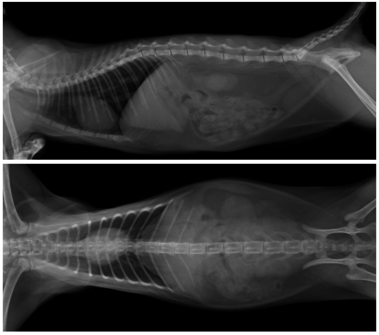 Feline spinal fractures