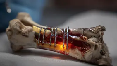 7 Best Vet Implant Solutions for Modern Veterinary Practices